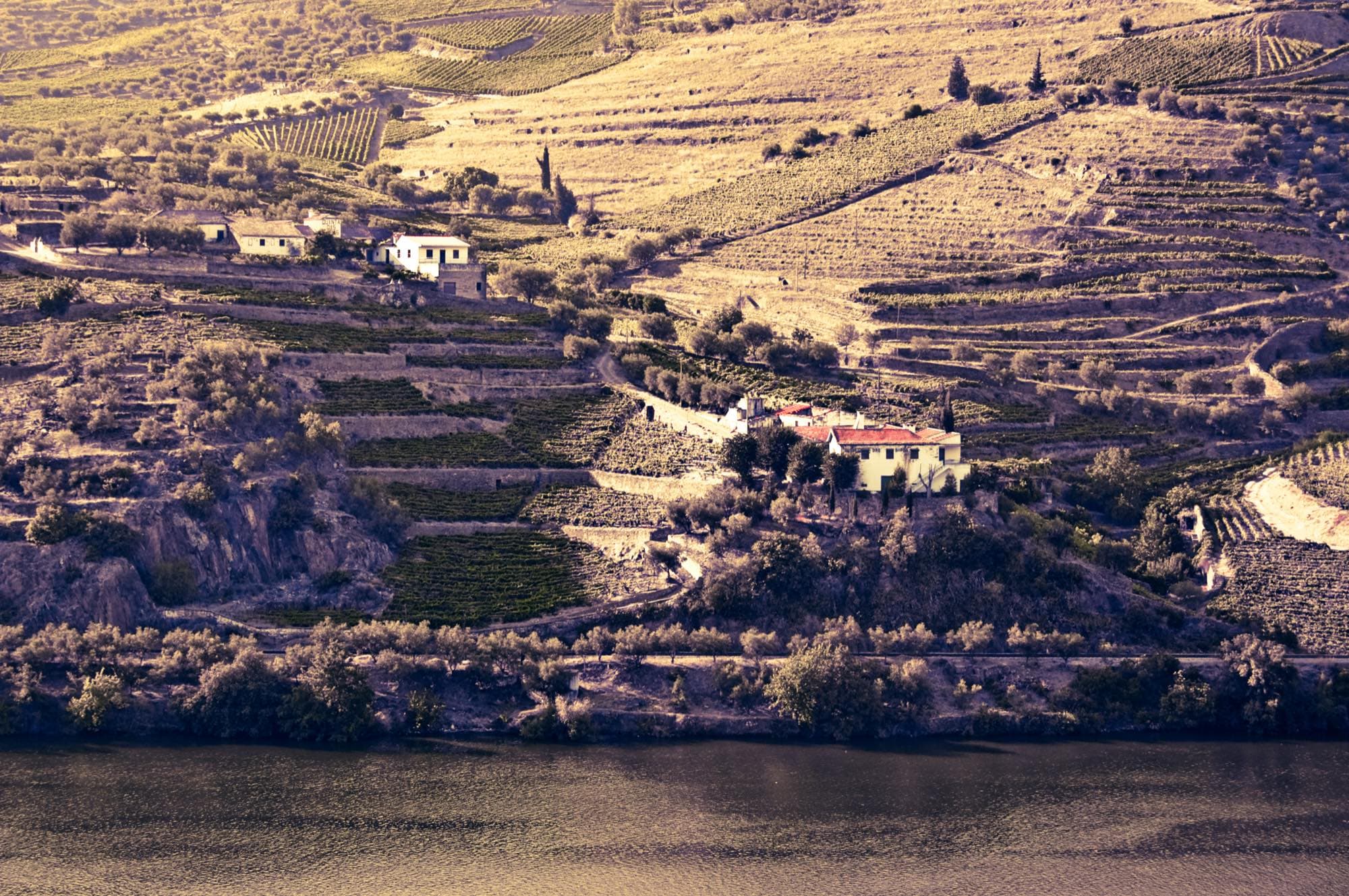 Terraced vineyards above the Douro river